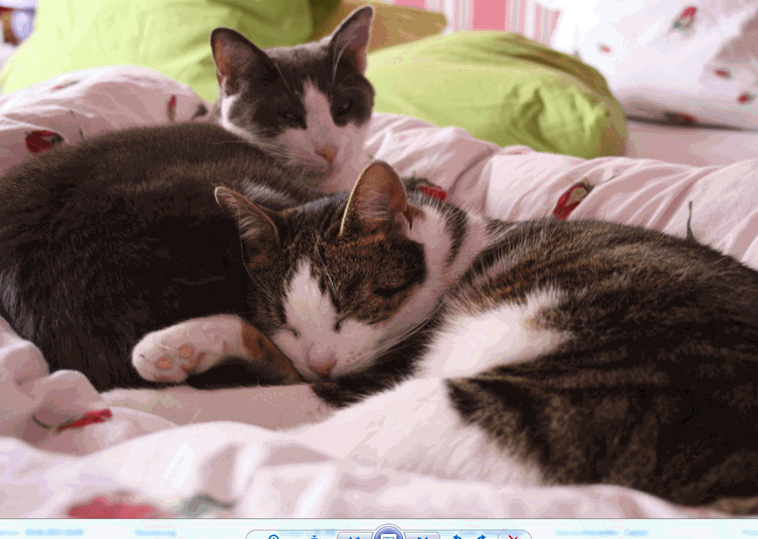 Unsere_Katzen_Kinder_Nala_und Balu